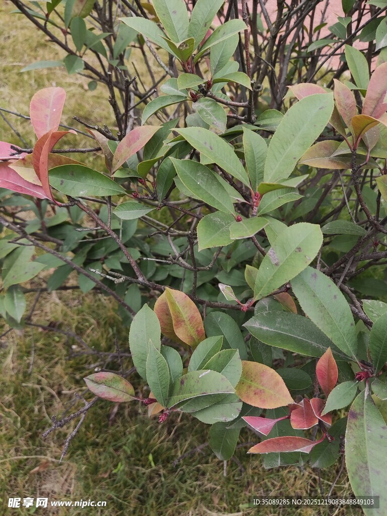 多彩叶片的灌木植物