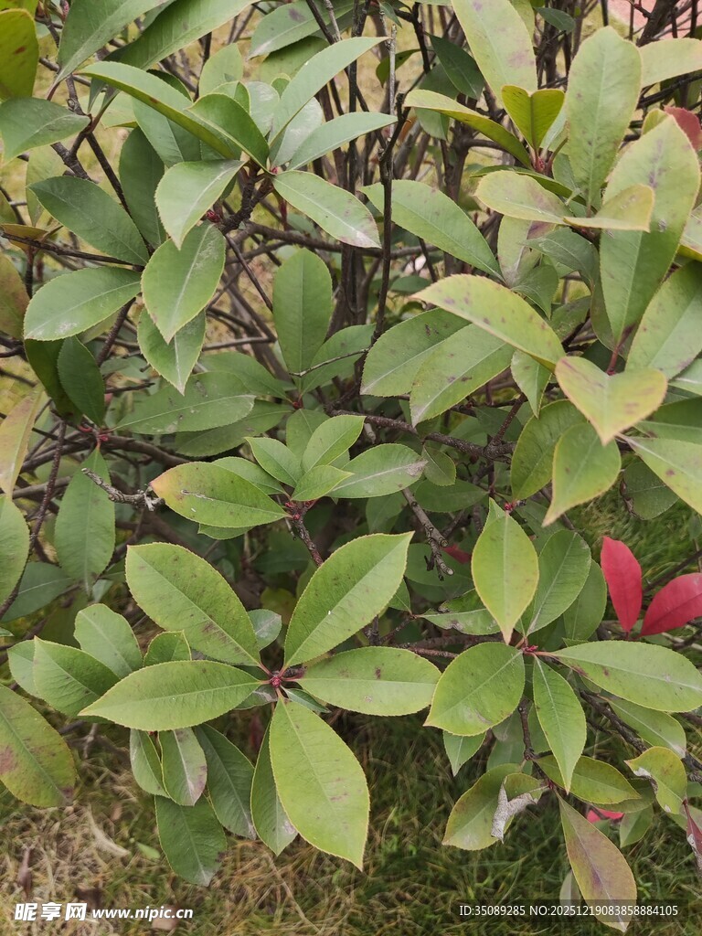 绿叶间的红果植物景观
