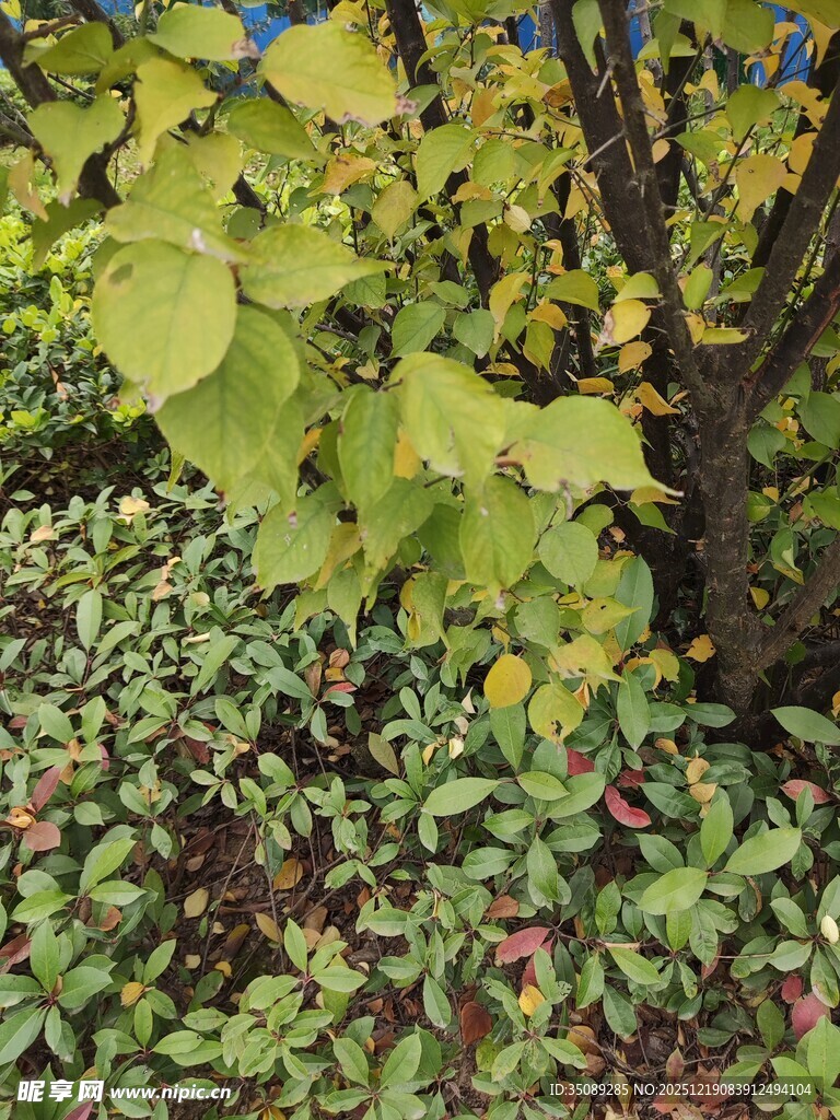 秋日多彩植物景观