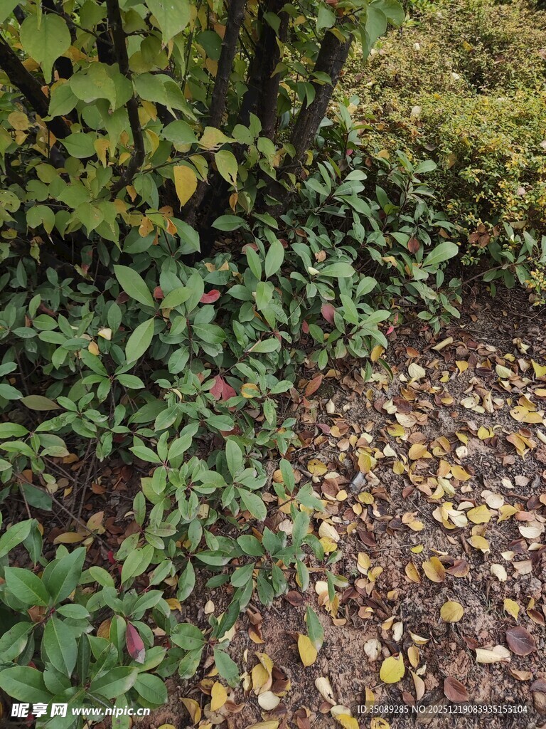 秋日林下绿植与落叶景象