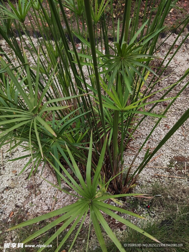 翠绿旱伞草特写