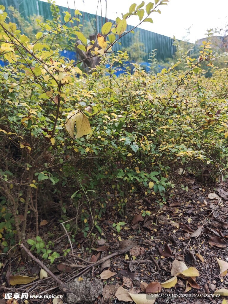 户外绿植与地面景象