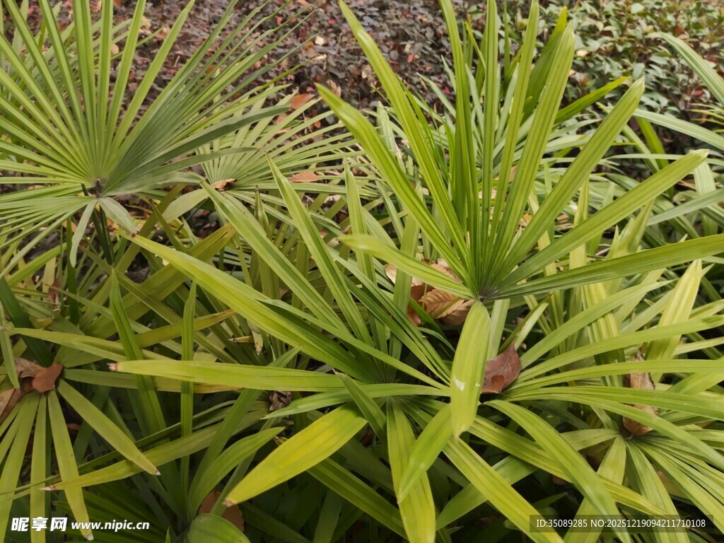 翠绿丛生的热带植物