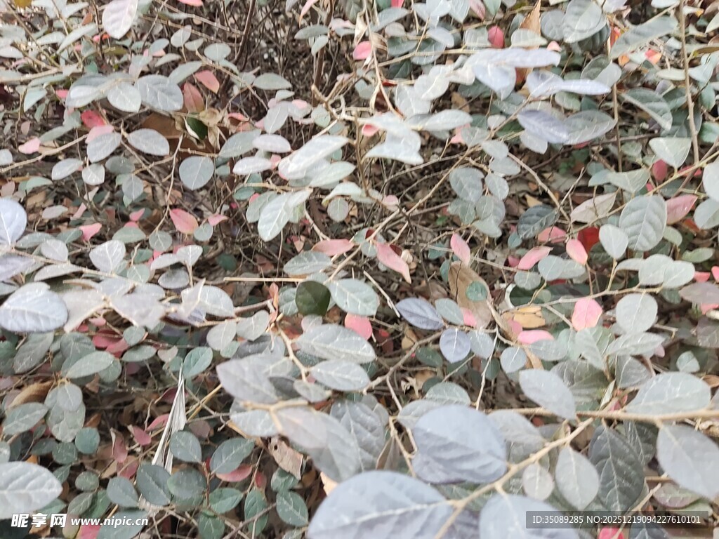 地面散落的多彩枯叶