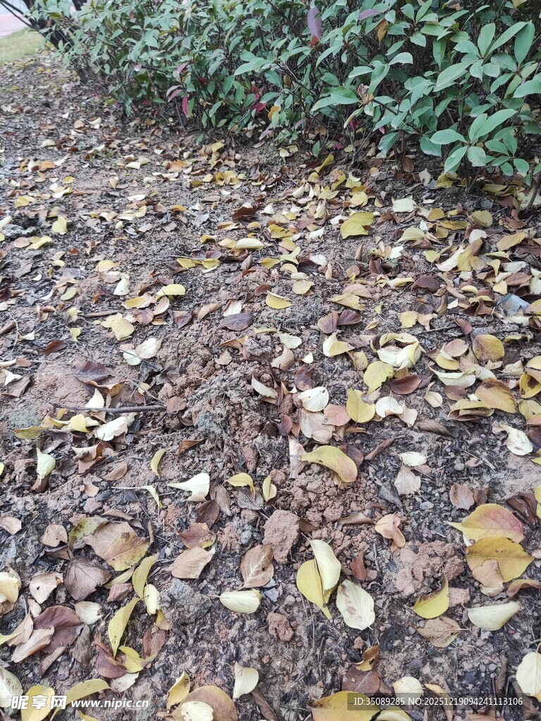地面铺满五彩落叶景象