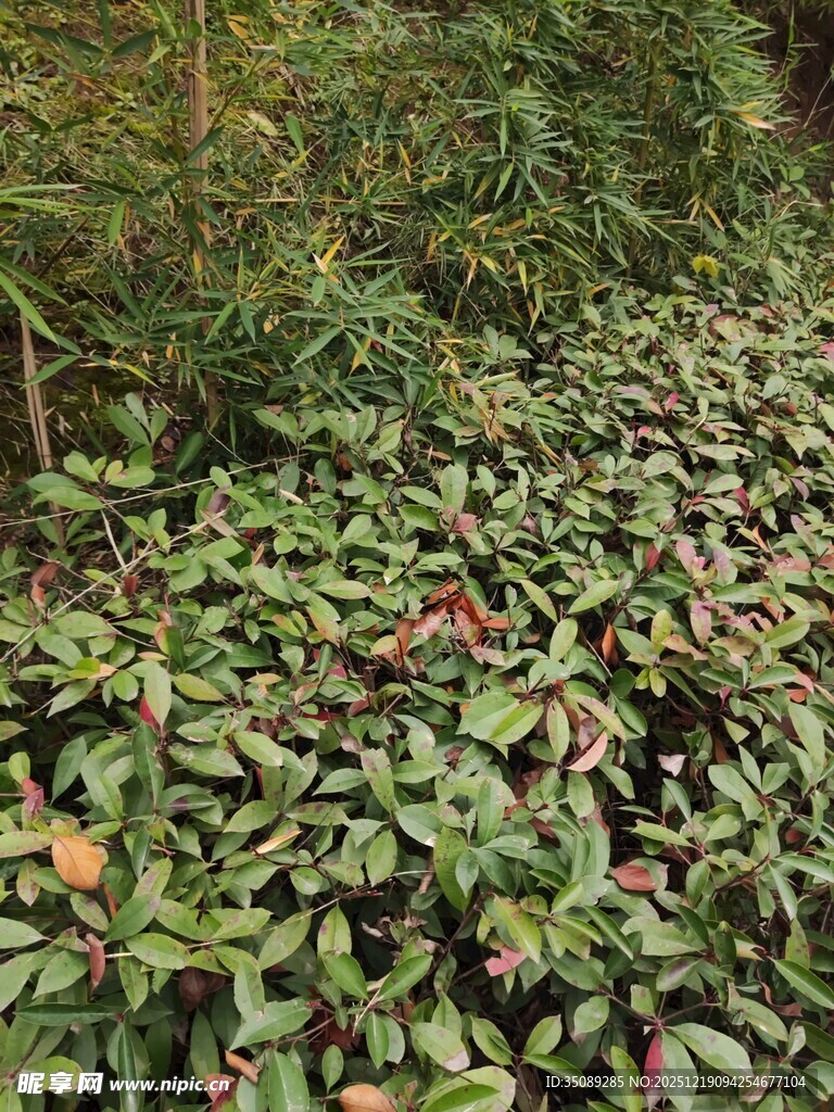 茂密绿植覆盖的地面景观