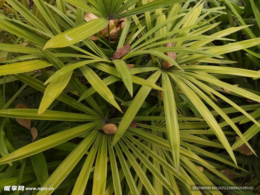 翠绿舒展的扇形叶片植物
