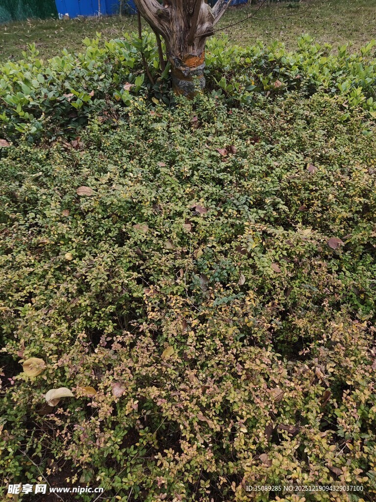 田间茂盛的绿色植物