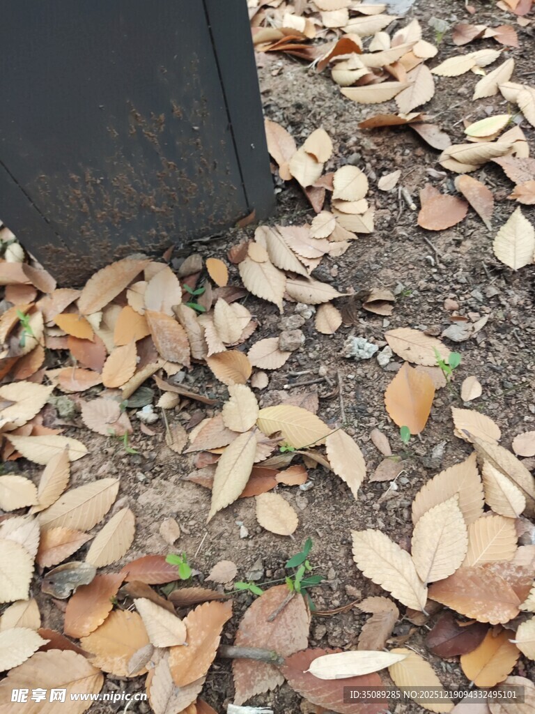 地面散落的枯黄落叶