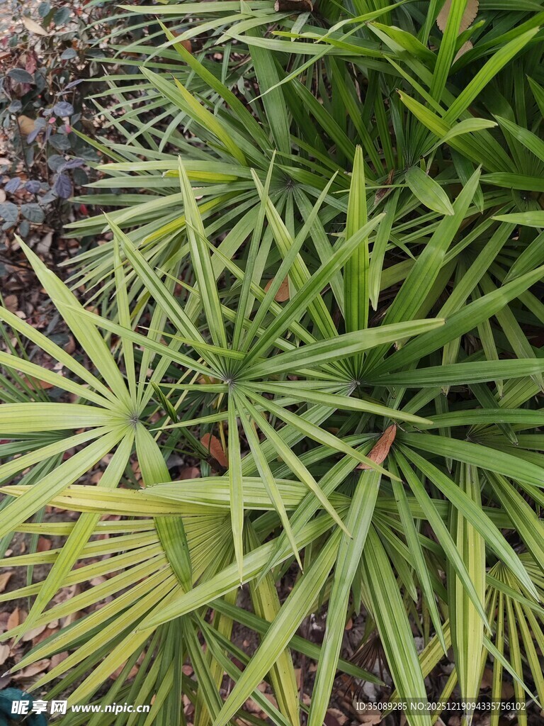 翠绿蒲葵叶特写