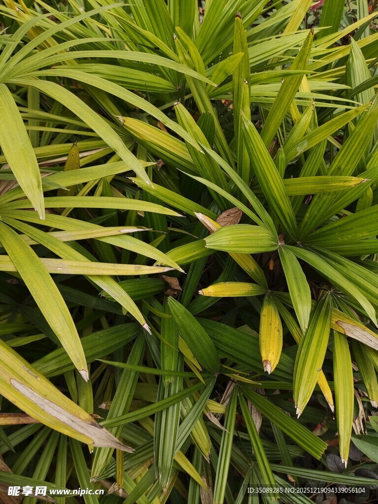 翠绿金边植物叶片特写