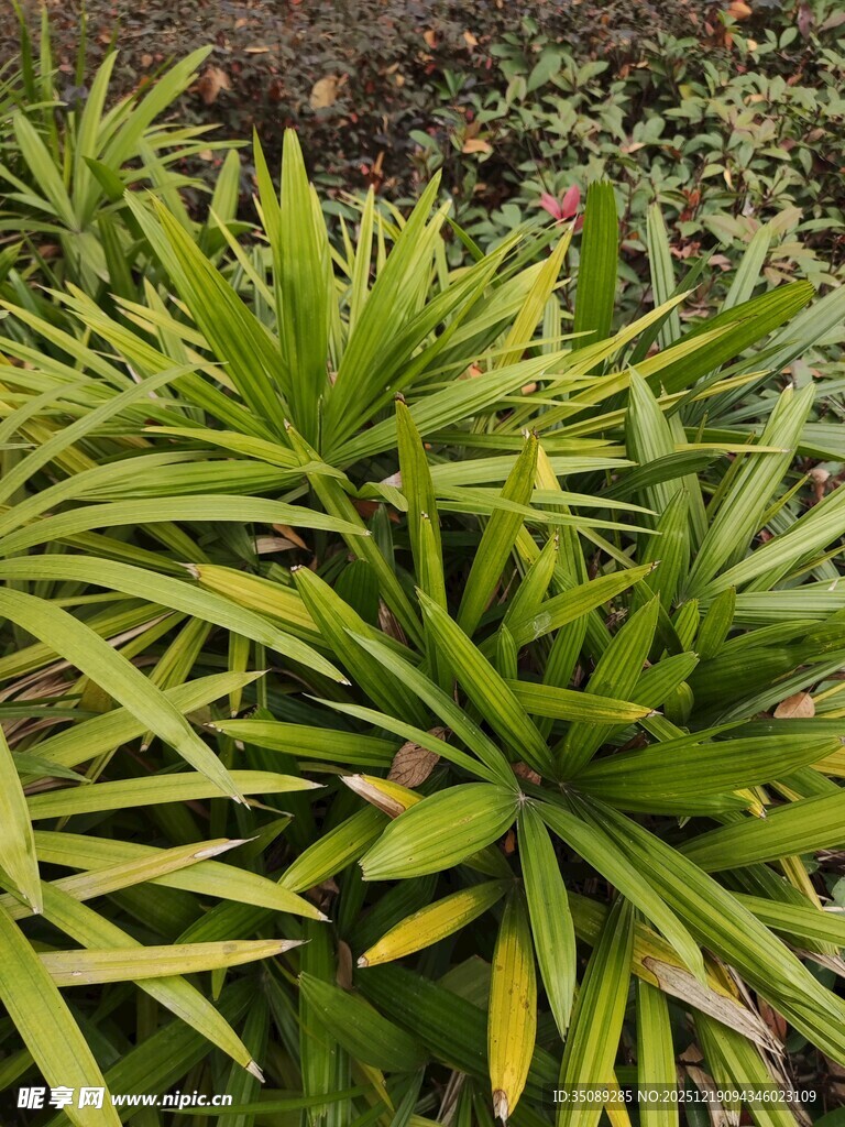 翠绿丛生的宽叶植物