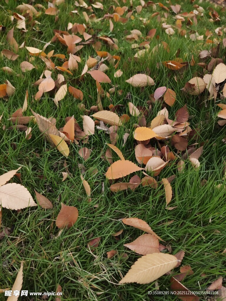 草地上的缤纷落叶