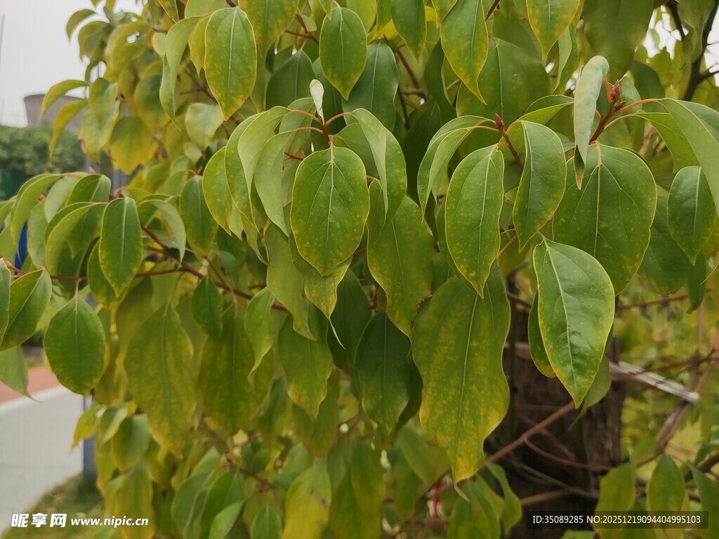 绿叶繁茂的植物特写