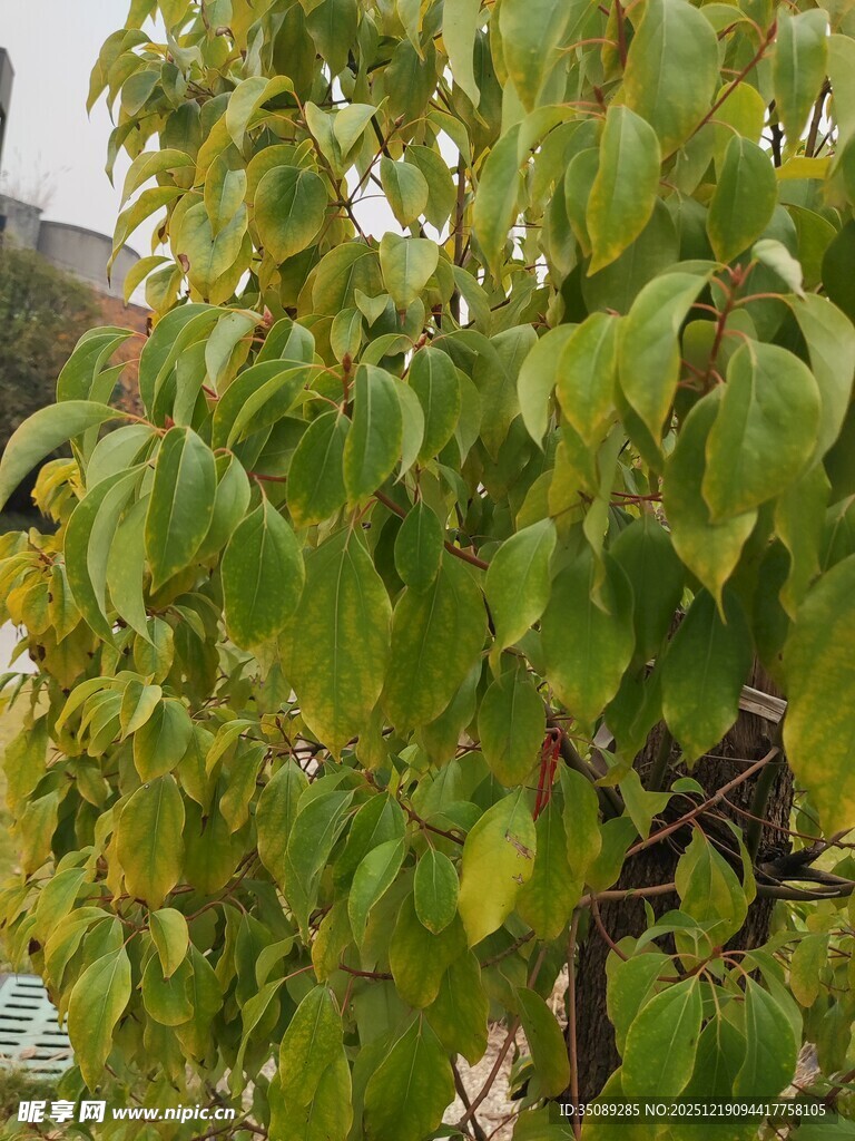 绿叶繁茂的树枝