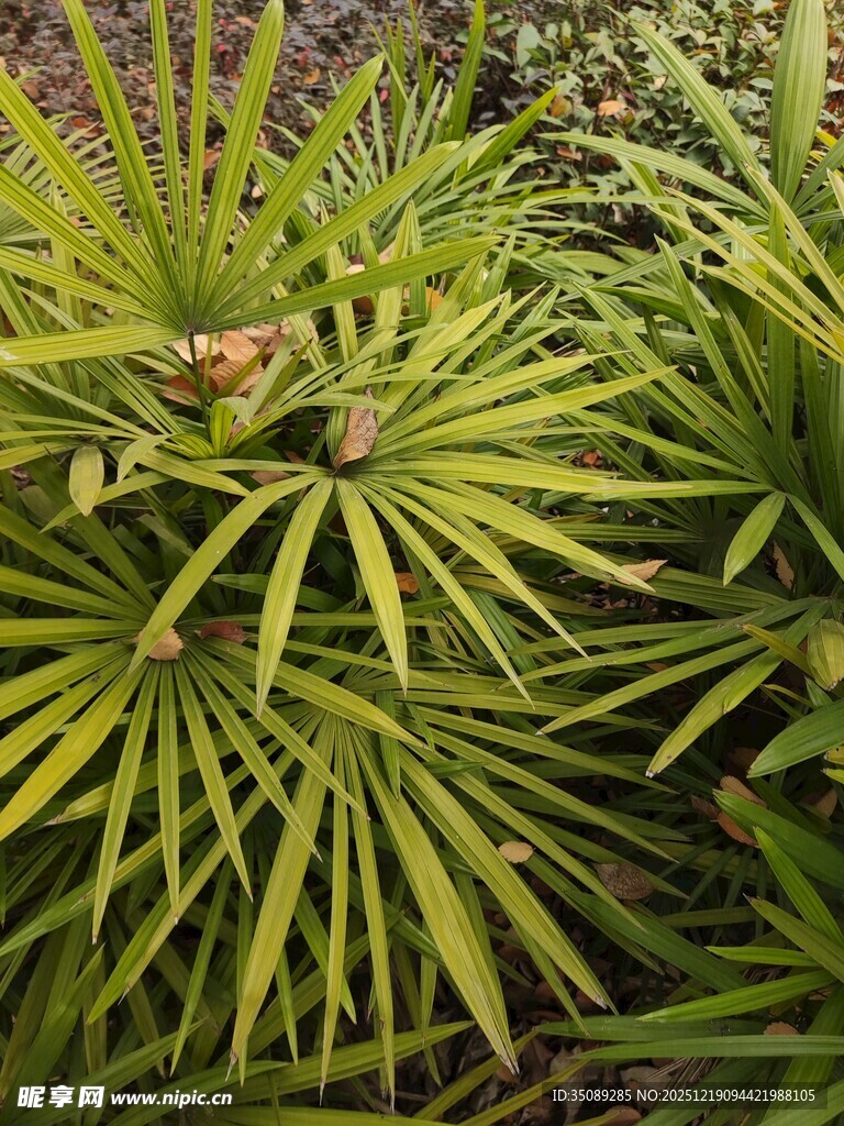 翠绿丛生的剑叶植物