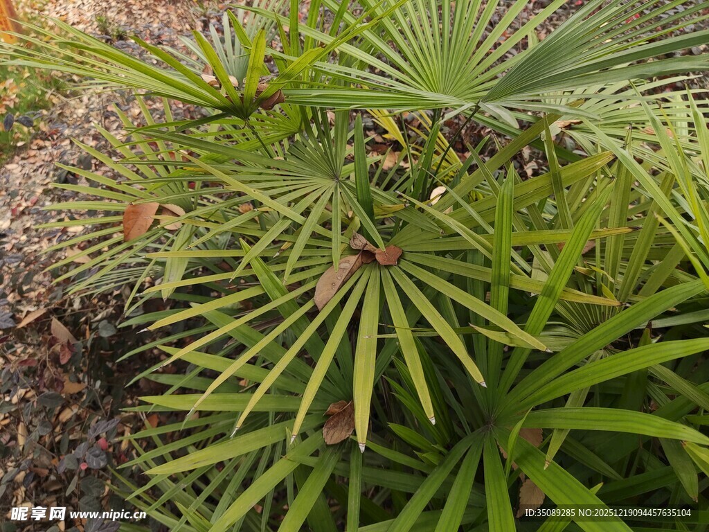 翠绿蒲葵叶