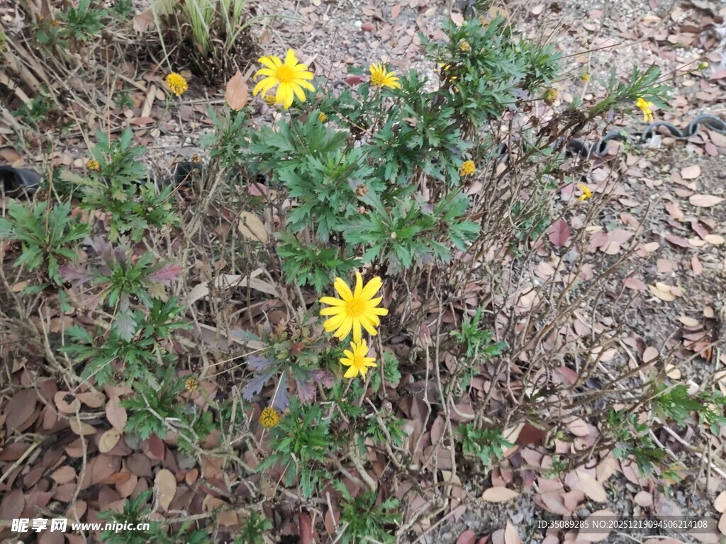 地上绽放的黄色小花