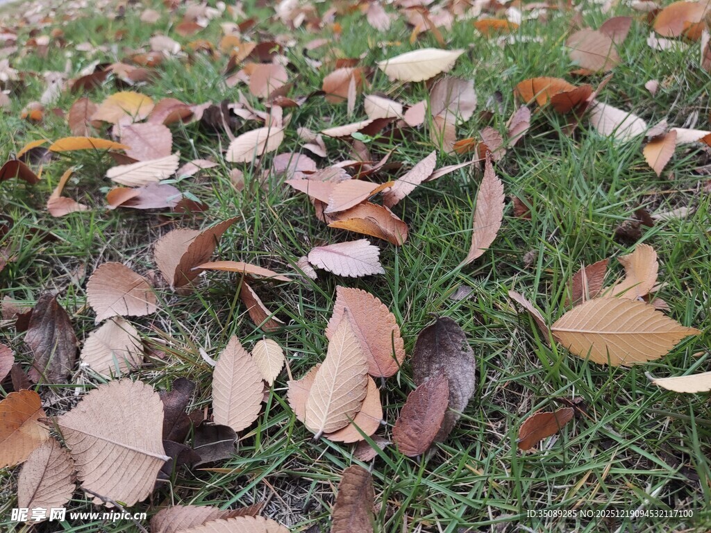 草地上的缤纷落叶