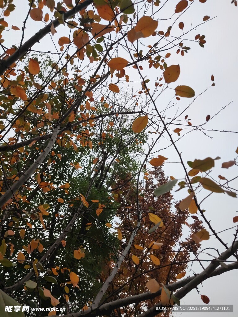 秋日枝头斑斓树叶