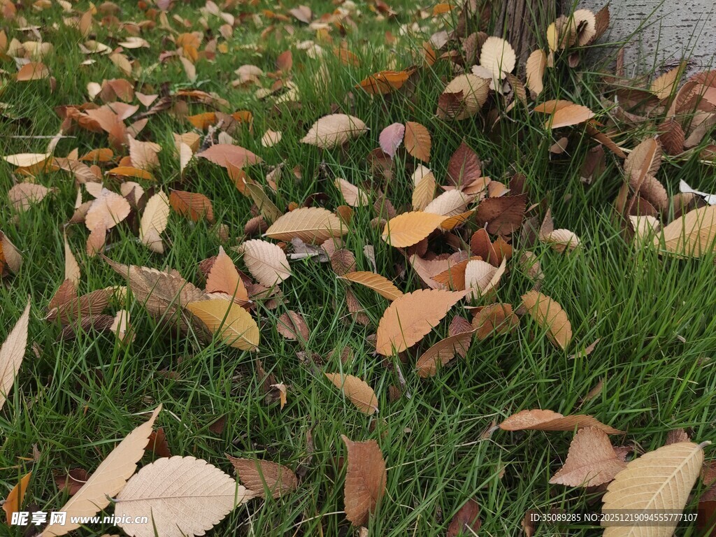 草地上的缤纷落叶