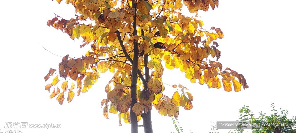 秋日斑斓树叶景观