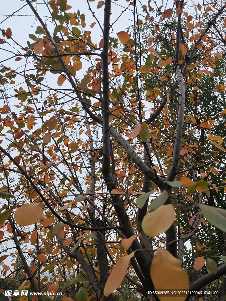 秋日树枝上的斑斓树叶