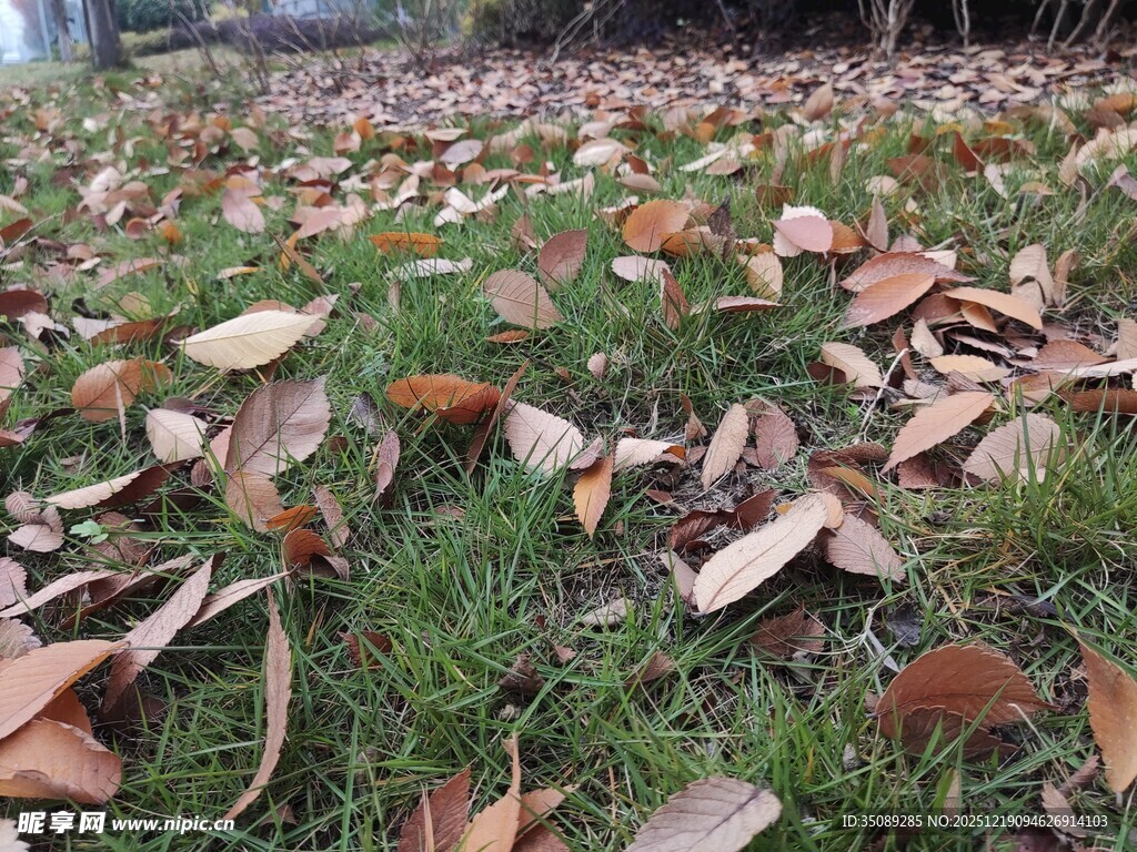 草地上的缤纷落叶