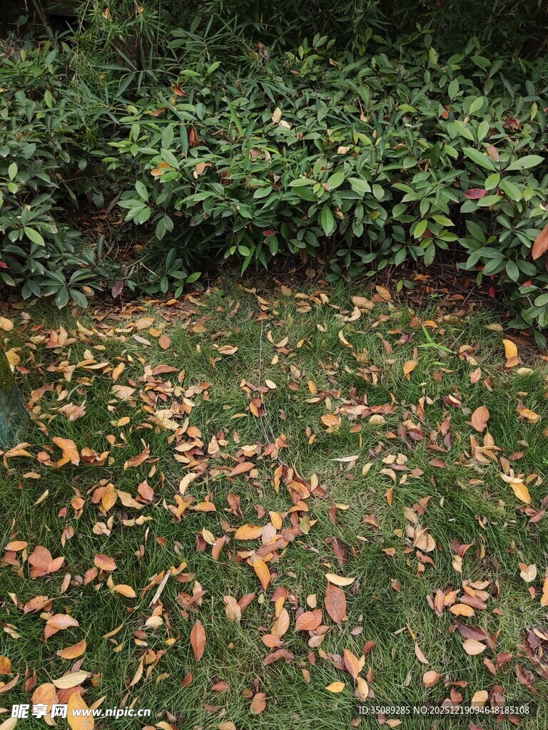 秋日草地落叶景观