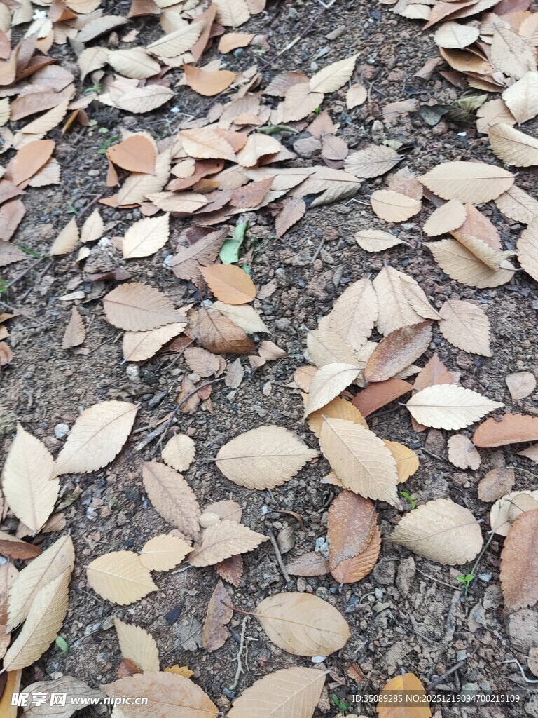 地面散落的枯黄树叶