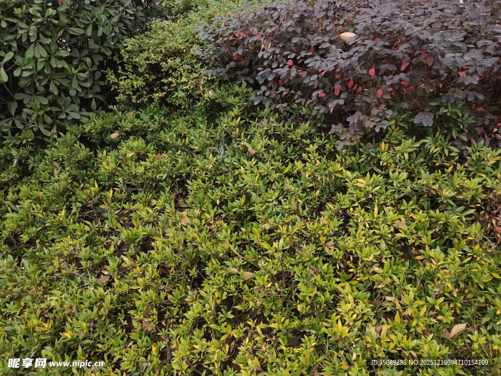翠绿繁茂的地面植物景观