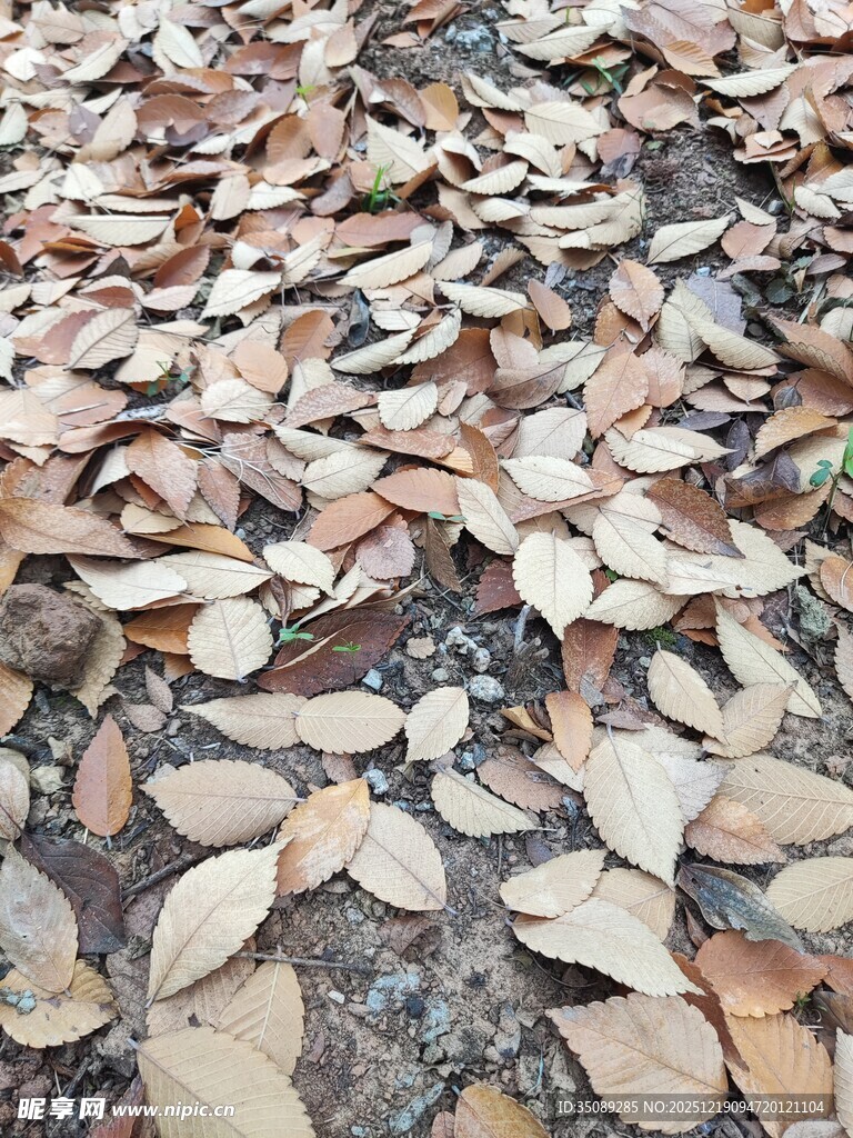 地面散落的枯黄落叶