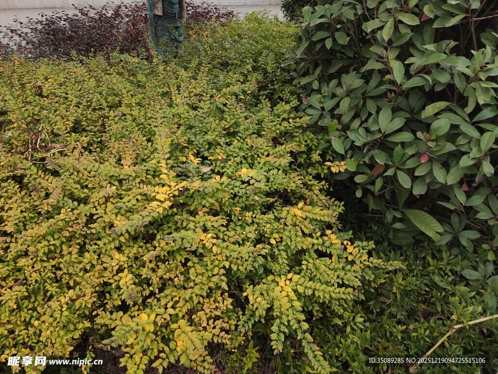 黄绿相间的繁茂灌木丛