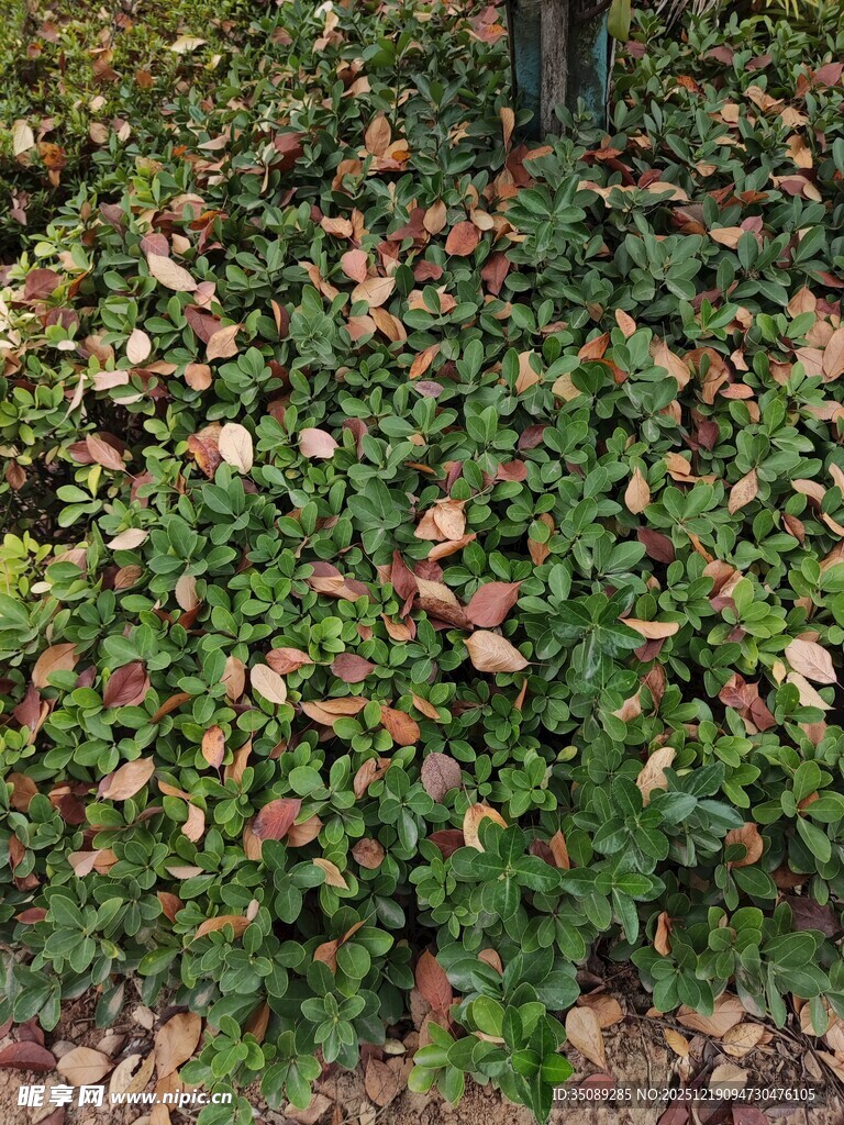 地面上的繁茂绿植