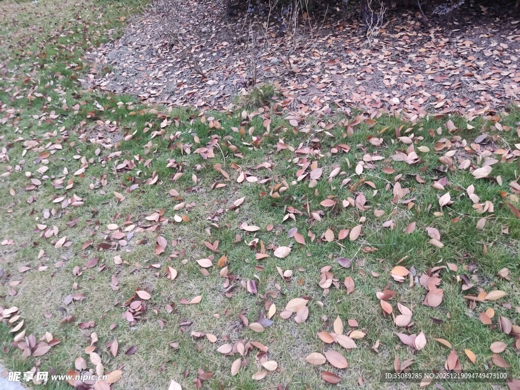 秋日草地落叶景象