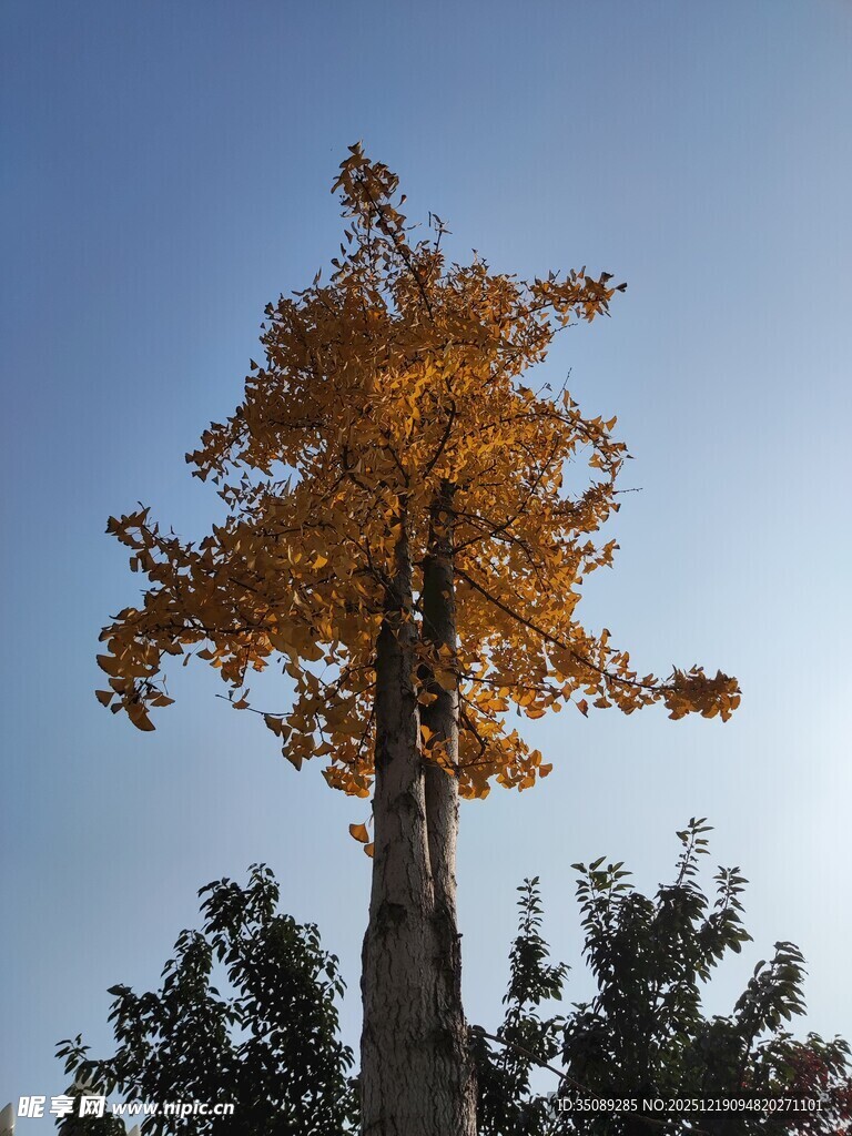 秋日银杏独树蓝天之下