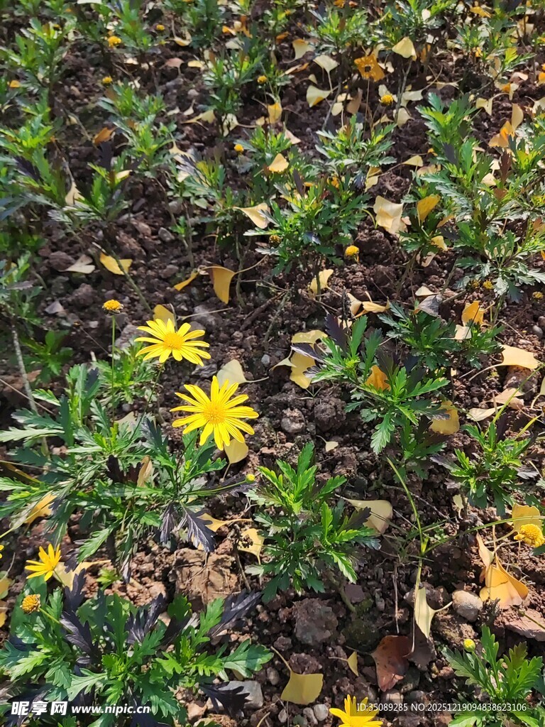 地上绽放的黄色小花