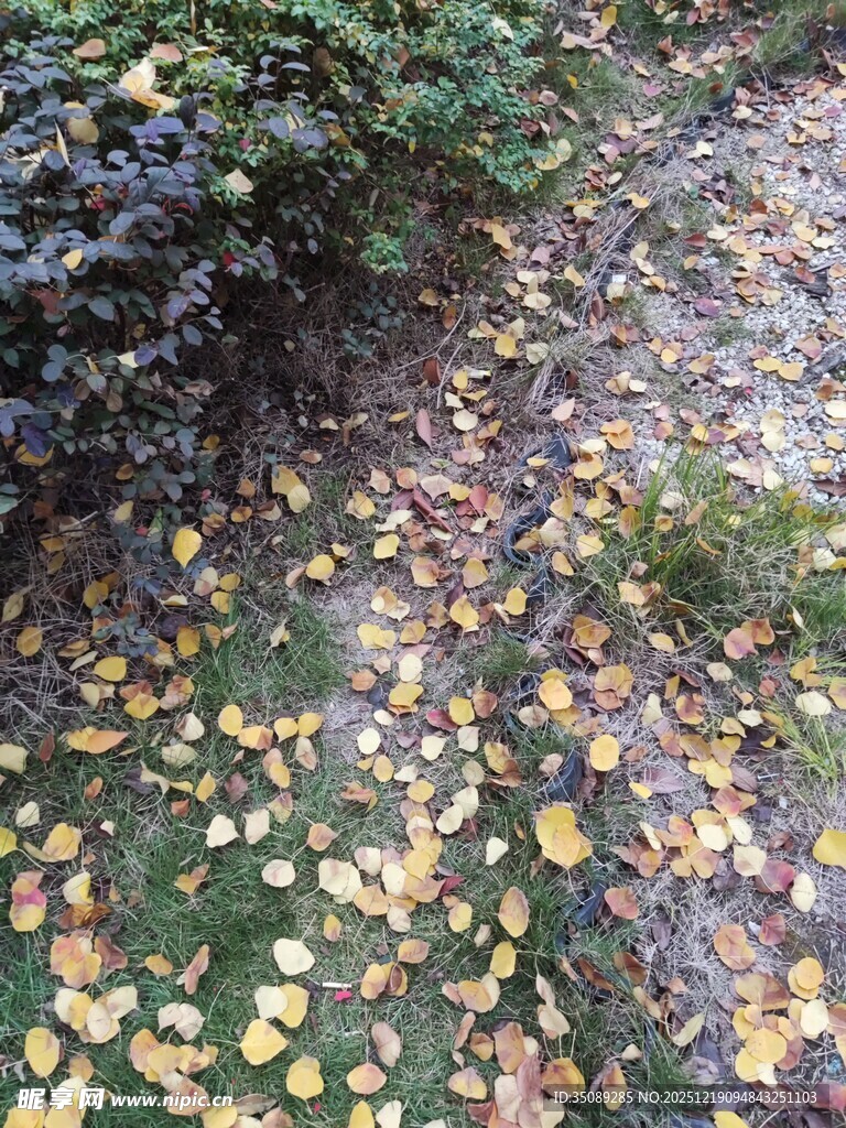 秋日落叶铺满草地景象