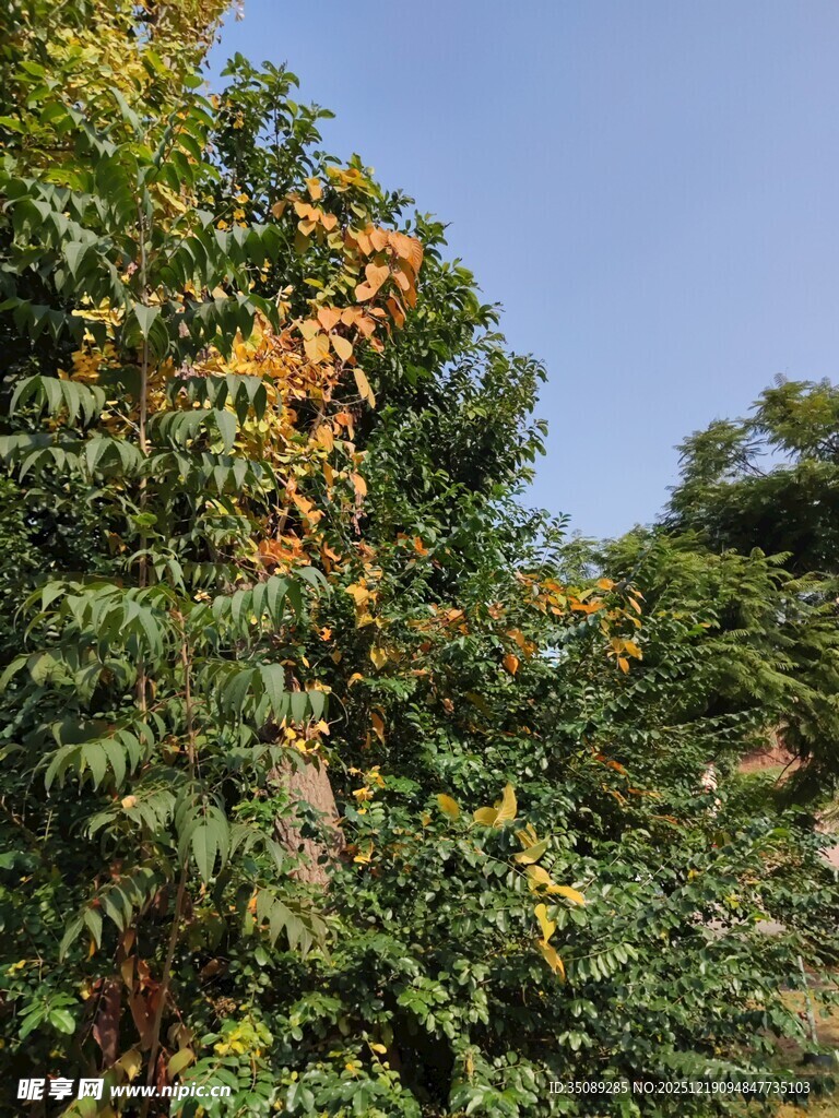 枝头挂满橙黄果实