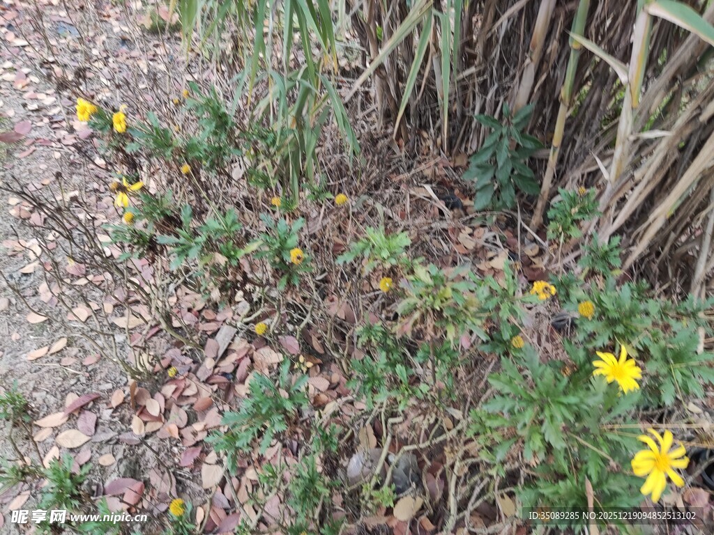路边绽放的黄色小花