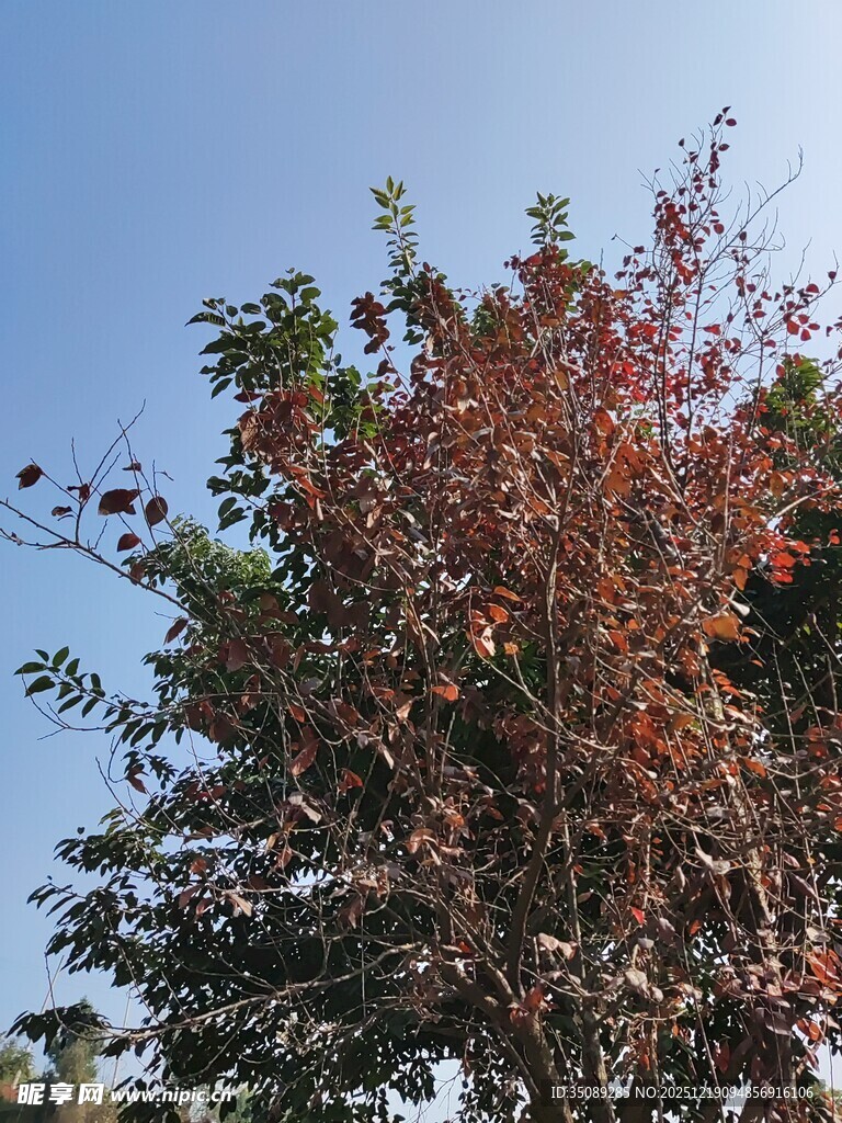 秋日红树蓝天映衬之美