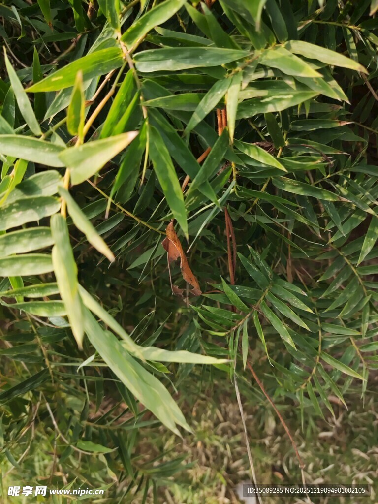 翠绿竹叶展现自然生机