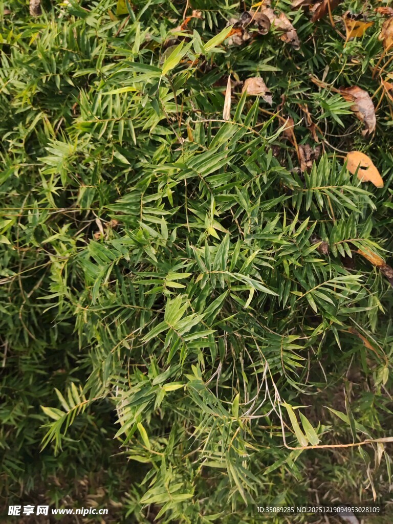 翠绿繁茂的植物景观