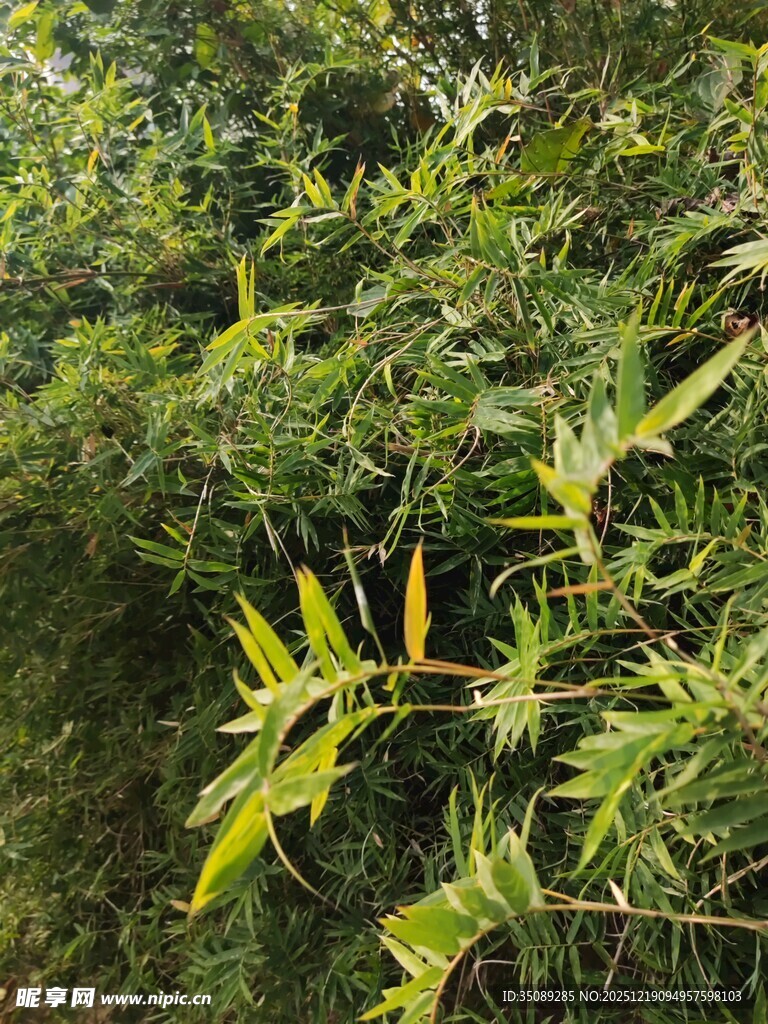 茂密竹林中的翠绿竹叶