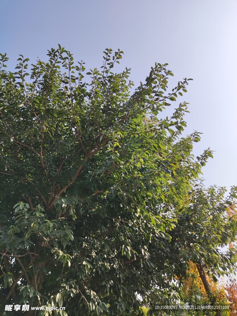 繁茂绿树沐浴蓝天之下