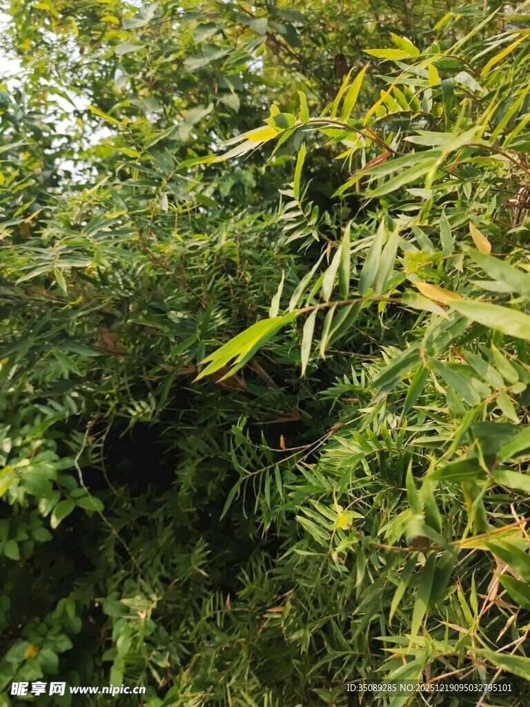 茂密绿植景观
