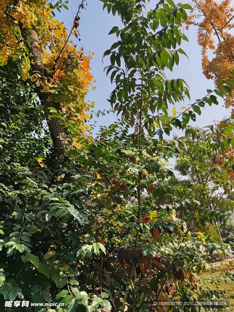 秋日繁茂树林景色