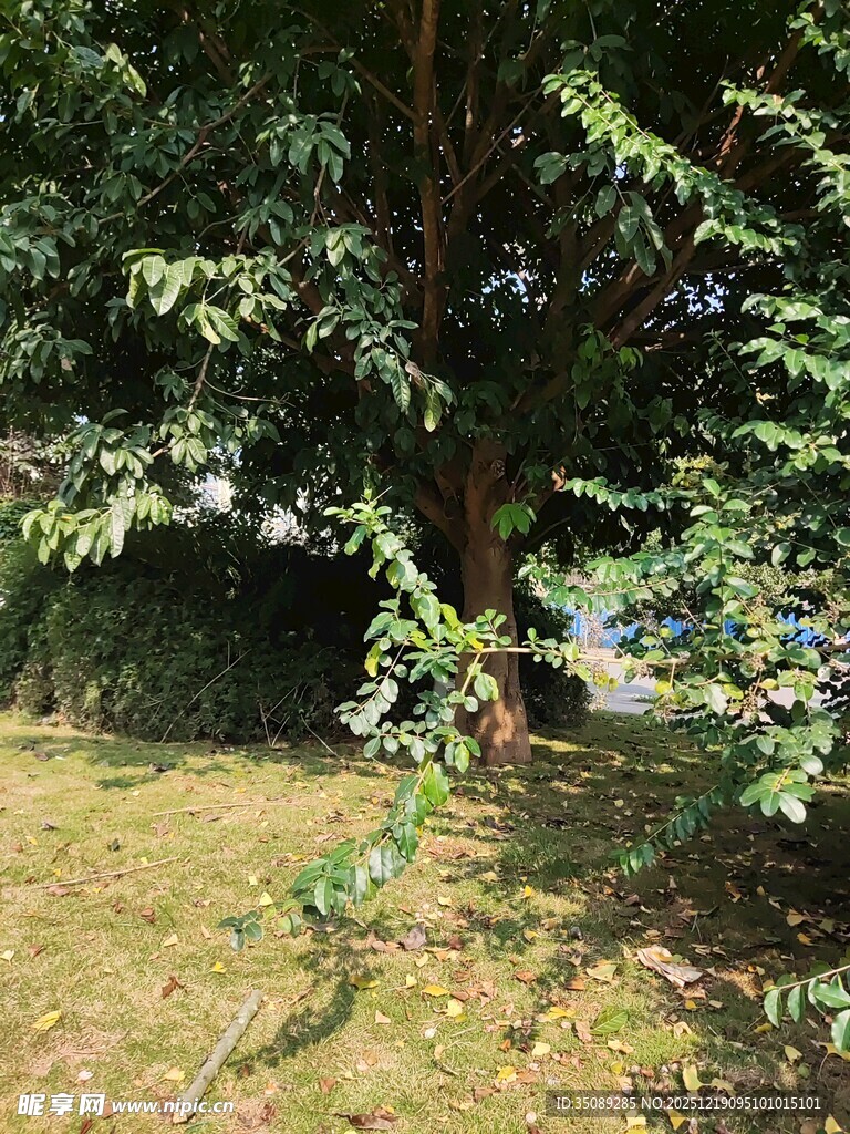 户外绿树草地景致