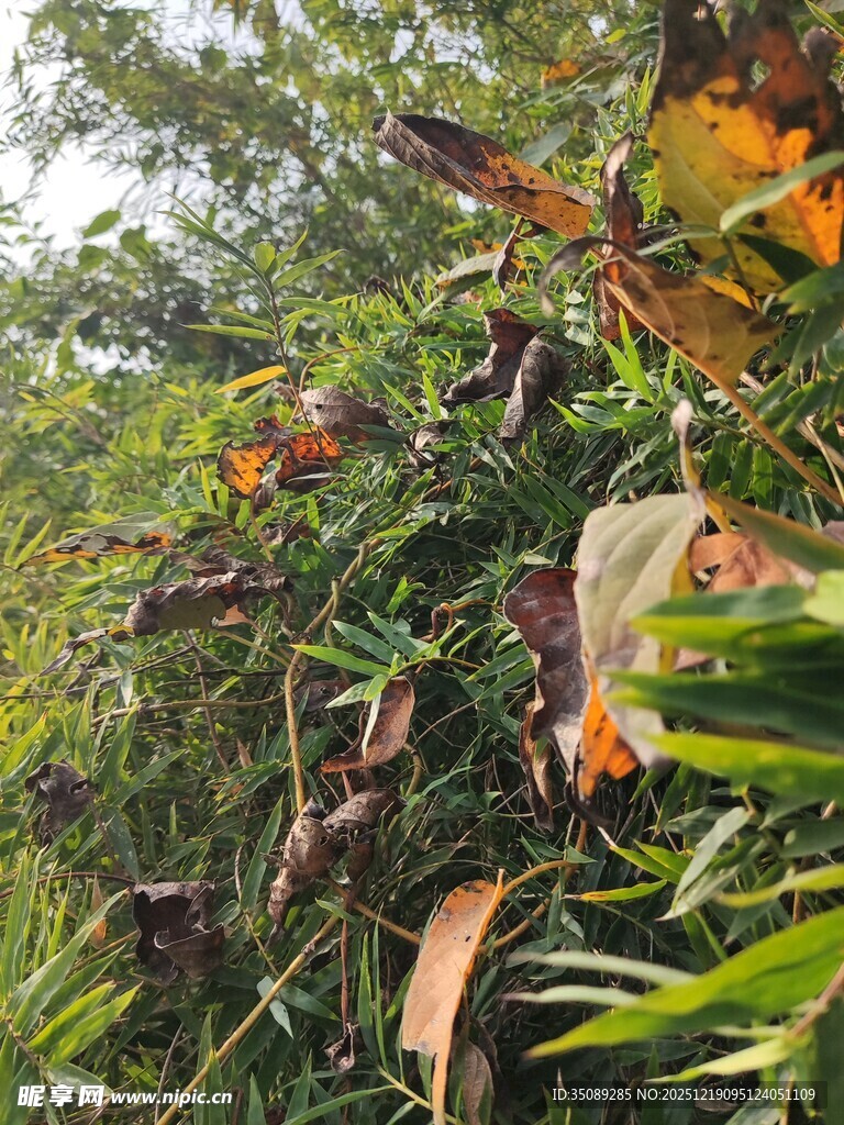 繁茂绿植中的多彩叶片