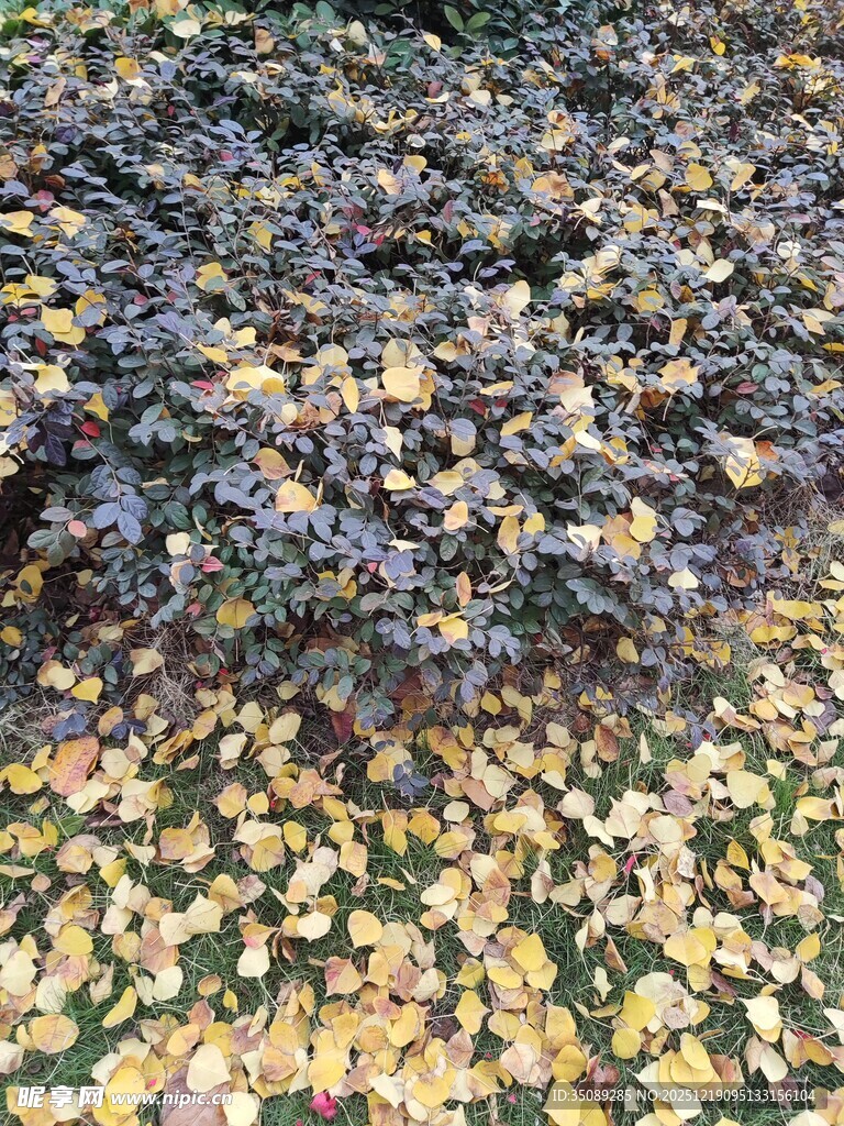 秋日落叶缤纷的地面景象